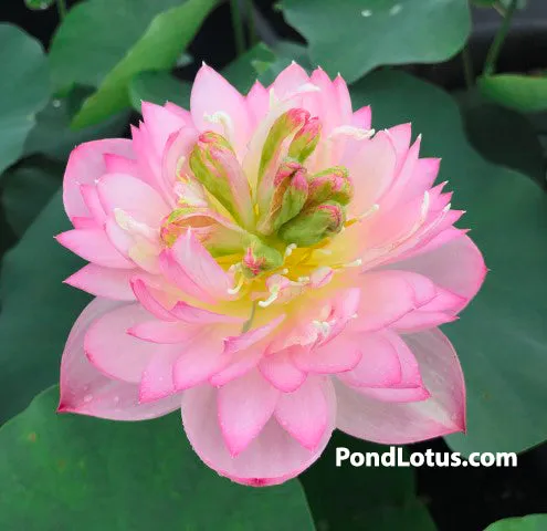 Little Dancing Empress Lotus<br>Top 25 Lotus!